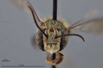 Media type: image;   Entomology 16200 Aspect: head frontal view
